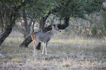 Deer in Fredericksburg Texas