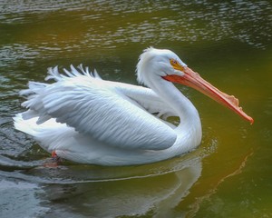 White Pelican in Texas