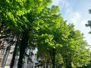 green trees and blue sky