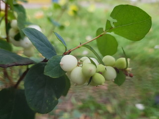 Symphoricarpos albus is a species of flowering plant in the honeysuckle family known by the common name common snowberry.