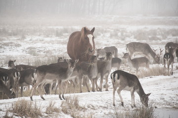 Herd of fallow deer (Dama dama) walking around in misty winter day accompanied by domestic horse