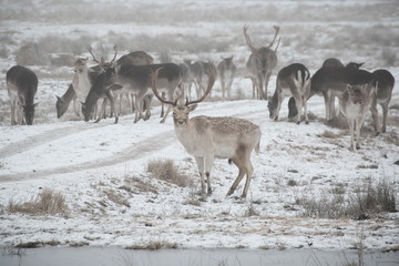 Herd of fallow deer (Dama dama) walking around and grazing in misty winter day 
