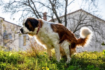 saint Bernard dog is pooping in field