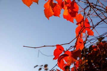 Late autumn falling leaves in red, orange, yellow, brown and gold color