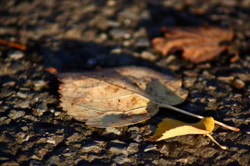 autumn leaves on asphalt road