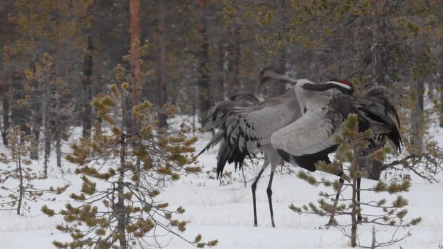 Crane in a snowy swamp.  Common Crane,  Scientific name: Grus grus, Grus communis.
