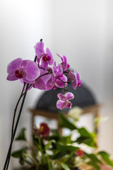Orchidée violet dans une maison à la lumière
