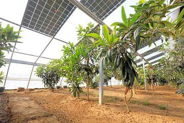 Loquat in Solar photovoltaic greenhouse
