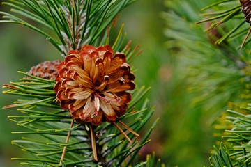 Fototapeta premium Pine cone on green pine tree with blurred pine tree background.