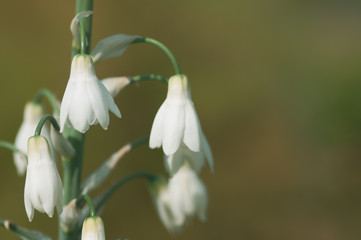 Obraz premium White flowers backlit on sunshine . Stock photo with shallow and soft blurred desaturated background