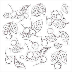 Ripe berries-cherries. organic food. diet product. raw food diet. set of elements for coloring-vector