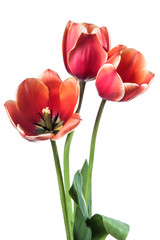 Three red tulip flowers isolated on a white background