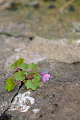 Cymbalaria muralis (Kenilworth Ivy) growing out of crack in rock.