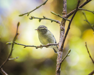 Birds perching on the branches, the background is blurred at angka nature trail in doi inthanon national park chaingmai thailand.