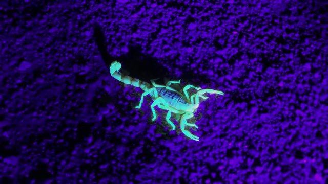 Scorpion found in the deserts of Namibia at night using a UV powered light. The reflected fluorescence can be seen on the ground beneath the scorpion.