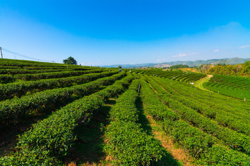 Fototapeta na wymiar Green tea field in the morning light ,organic tea plantations at chiang rai thailand