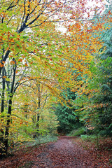 Naklejka premium Many different hues in the forest in Autumn