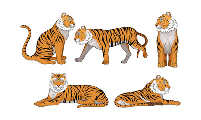 Collection of Tigers, Wild Animal in Various Poses Vector Illustration