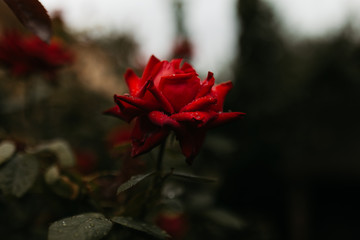 Red rose with wet petals growing on green bush in garden