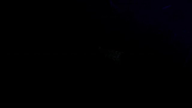 Scorpion found in the deserts of Namibia at night using a UV powered light. The reflected fluorescence can be seen on the ground beneath the scorpion.