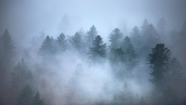 Breathtaking scenery of a beautiful tree forest enveloped in fog - great for a cool wallpaper
