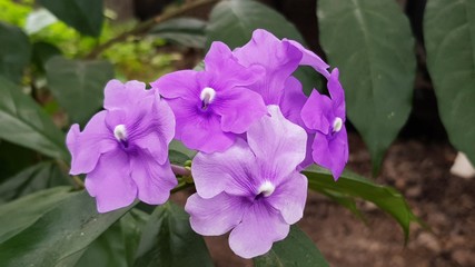 purple flowers in the garden