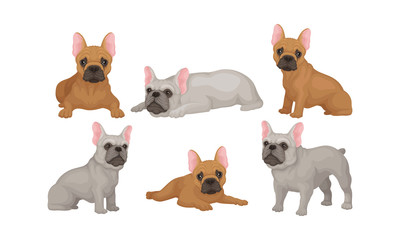 Collection of Cute Pug Dogs in Different Poses Vector Illustration