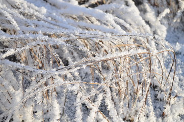  Closeup of moorland grass covered by shiny frost crystals and snow on sunny winter day 