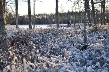 Two unrecognizable people walking through beautiful snowy bog grown by small pine trees and moorland vegetation covered by shiny frost, surrounded by frozen ponds on sunny winter day in Cena Moorland