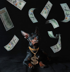one hundred american dollars bills fall on a miniature pinscher puppy with a gold pendant on a...