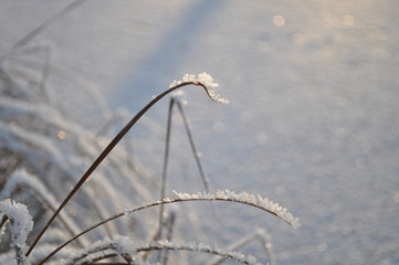 Closeup of grass covered by shiny frost crystals and snow on sunny winter day with frozen and snowy water in the background