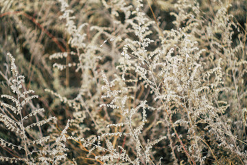 Natural wallpapers. Plants texture. Grass, flowers. Botany