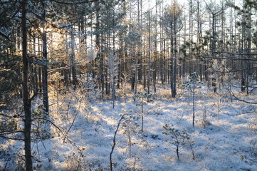 Evening sun shining trough trees in beautiful snowy bog grown by small pine trees and moorland vegetation covered by hoarfrost and making long shadows, in Cena Moorland, Latvia