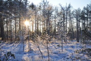 Evening sun shining trough trees in beautiful snowy bog grown by small pine trees and moorland vegetation covered by hoarfrost and making long shadows, in Cena Moorland, Latvia