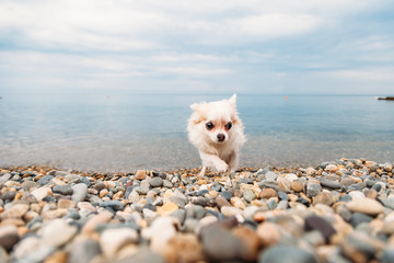 small dog Chihuahua walking along the beach by the sea. she's scared and afraid of water