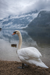 White swans swimming in lake in foggy weather in Hallstatt with snow mountain and clouds in the background