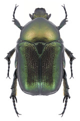 Beetle Protaetia judith on a white background