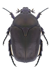 Beetle Protaetia vidua on a white background