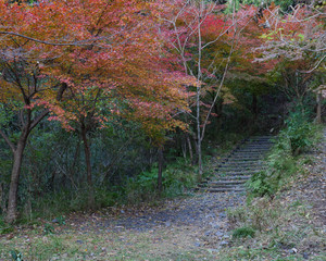 森へと続く階段