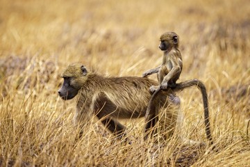Baby baboon sitting on the back of the mother's back in a grassy field