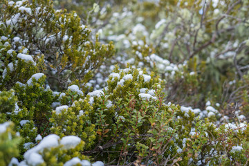 Mountains shrub covered by snow.