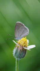Selective focus, beautyful tiny common blue butterfly on wild flower in morning light with green  nature background