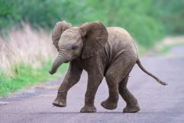 Fotobehang Schattige babyolifant loopt langs de weg met een onscherpe achtergrond © Daan De Haas Van Dorsser/Wirestock