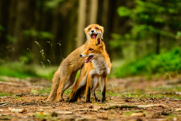 Red fox, vulpes vulpes, adult fox with young