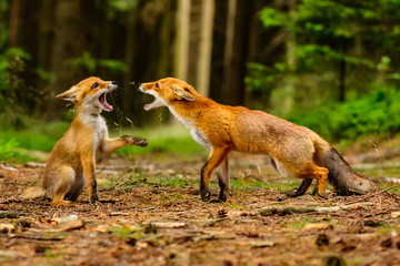 Red fox, vulpes vulpes, adult fox with young