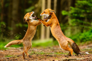 Red fox, vulpes vulpes, adult fox with young