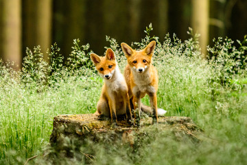 Red fox, vulpes vulpes, adult fox with young - obrazy, fototapety, plakaty