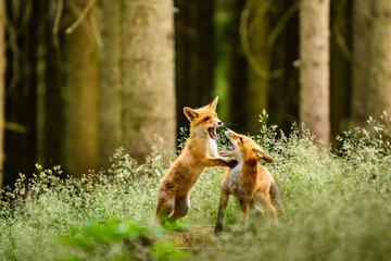 Naklejka na ściany i meble Red fox, vulpes vulpes, adult fox with young