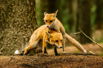 Red fox, vulpes vulpes, adult fox with young