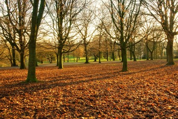 The last days of Autumn in a city park.